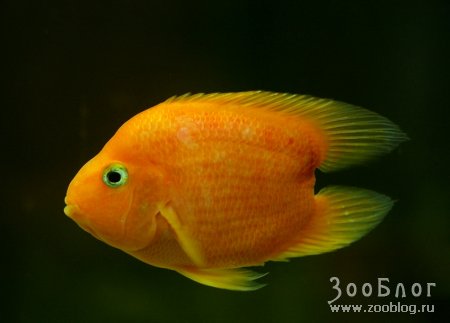 Goldfish