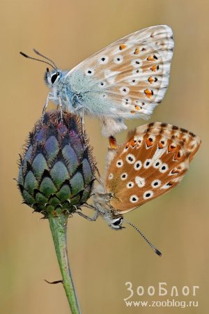 ���� �����: ��������� (24 ����)