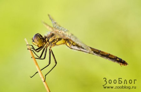 ���� �����: ��������� (24 ����)