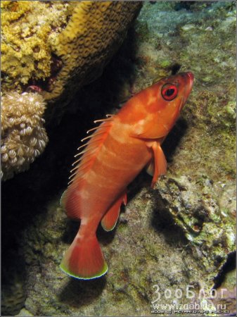 ������ ������������� � Blacktip grouper (4 ����)