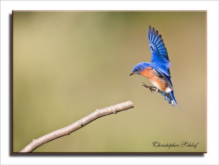 ����� �� Christopher Schlaf