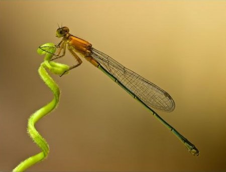 ����� - ���������