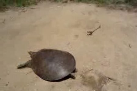 ������ � ������� ��������