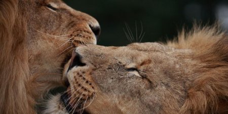 ������ � ������������ ��������� �������� �� �����������