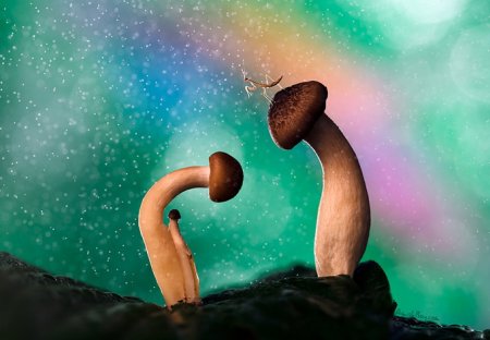 Красочный мир насекомых "WonderLand" Красочный мир насекомых "WonderLand"