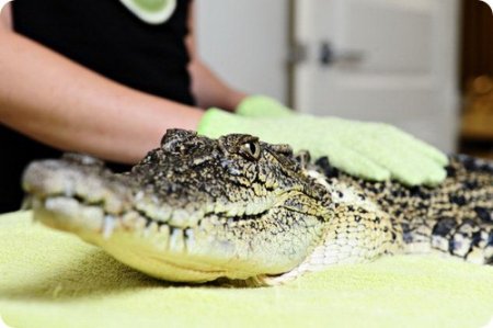 Педикюр для крокодила Педикюр для крокодила