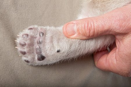 Белый медвежонок Сику - звезд фотографов Белый медвежонок Сику - звезд фотографов