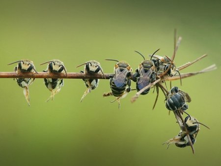 Красочная макросъемка насекомых Красочная макросъемка насекомых