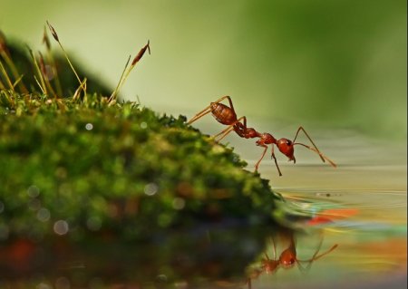 Красочная макросъемка насекомых Красочная макросъемка насекомых