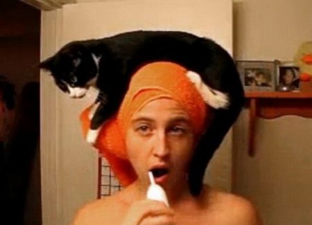 Котошапки Котошапки