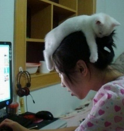 Котошапки Котошапки