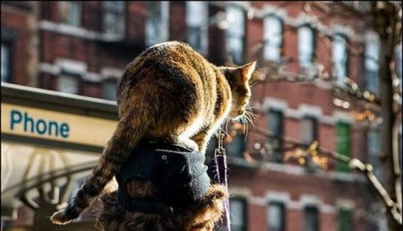 Котошапки Котошапки