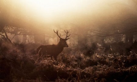 Животные глазами фотографа Алекса Сабери Животные глазами фотографа Алекса Сабери