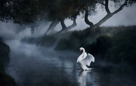 Животные глазами фотографа Алекса Сабери Животные глазами фотографа Алекса Сабери