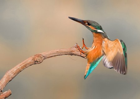 Удивительные фотографии птиц Яки Зандера Удивительные фотографии птиц Яки Зандера