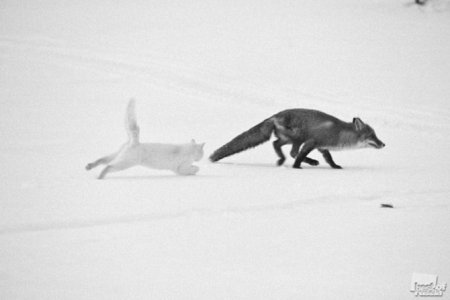 Лучшие фотографии животных России 2011 Лучшие фотографии животных России 2011