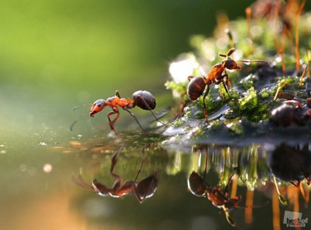 Лучшие фотографии животных России 2011 Лучшие фотографии животных России 2011