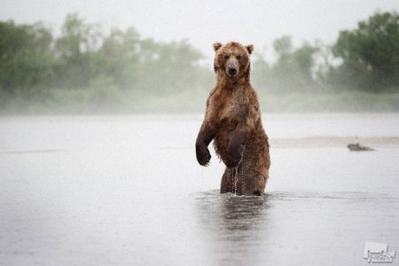 Лучшие фотографии животных России 2011 Лучшие фотографии животных России 2011