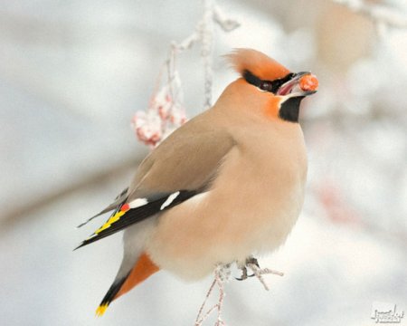 Лучшие фотографии животных России 2011 Лучшие фотографии животных России 2011