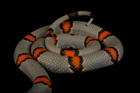 ��� ������������� �������� ��� National Geographic