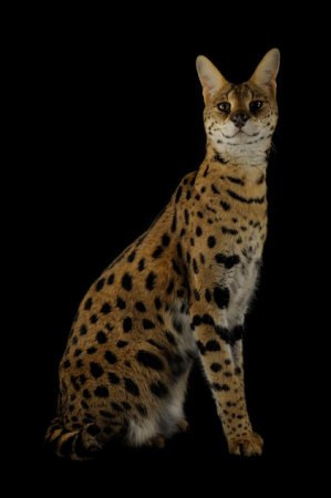 ��� ������������� �������� ��� National Geographic