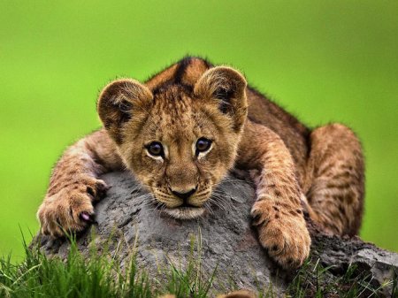  ������ ���������� �������� �� ������ �� National Geographic