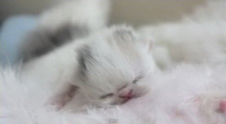 ������� ��� ��������: ������������� �������