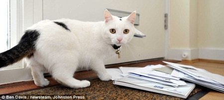 Кот Снежок атакует почтальонов! Кот Снежок атакует почтальонов!