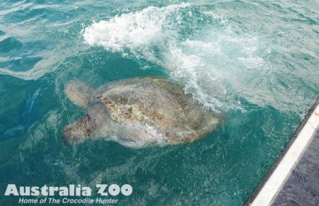 ������� Australia ZOO �������� �� ���� ������� ��������