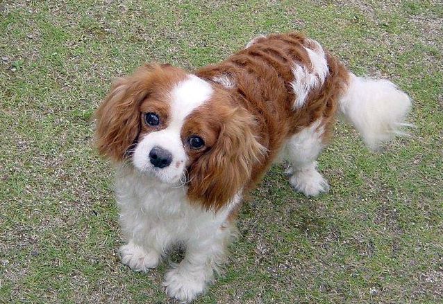http://www.zooblog.ru/uploads/posts/2014-08/1407522528_kavaler-king-charlz-spaniel-1.jpg